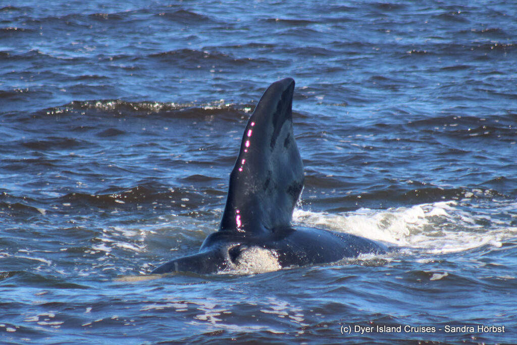 whale watching, gansbaai, south africa, southern right whale