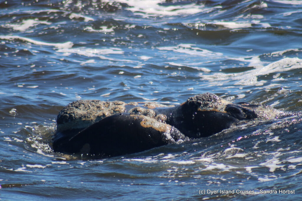 whale watching, gansbaai, south africa, southern right whale