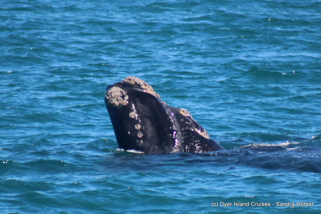 whale watching, gansbaai, south africa, southern right whale