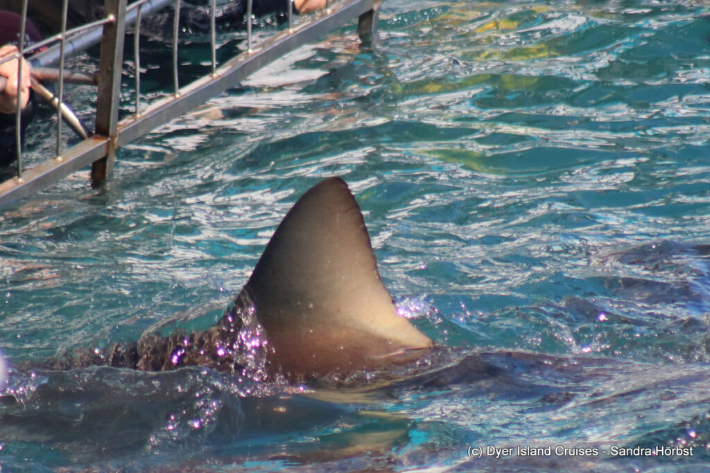 whale watching, gansbaai, south africa, Bronze whaler shark