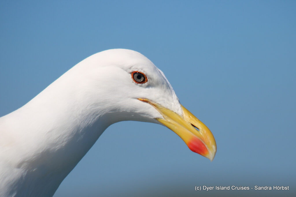 whale watching, gansbaai, south africa, kelp gull