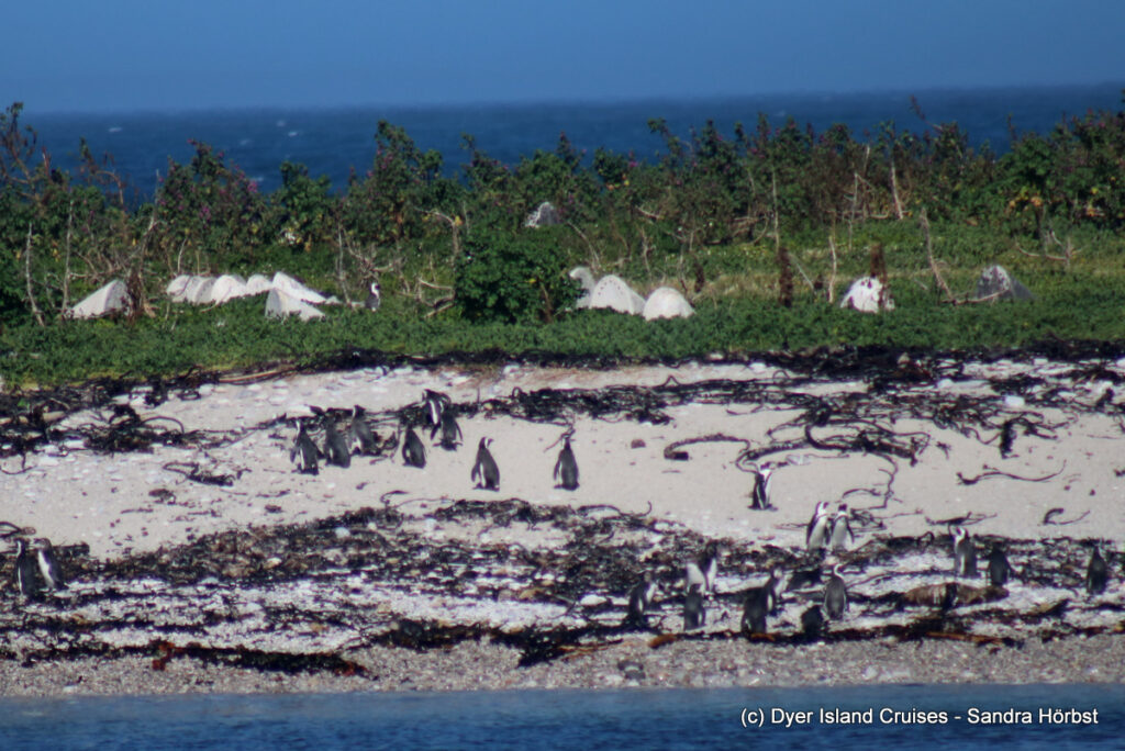 whale watching, gansbaai, south africa, african penguin
