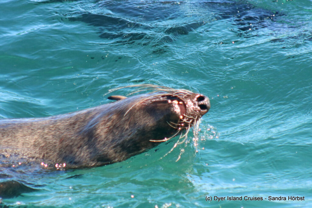 whale watching, gansbaai, south africa, cape fur seal