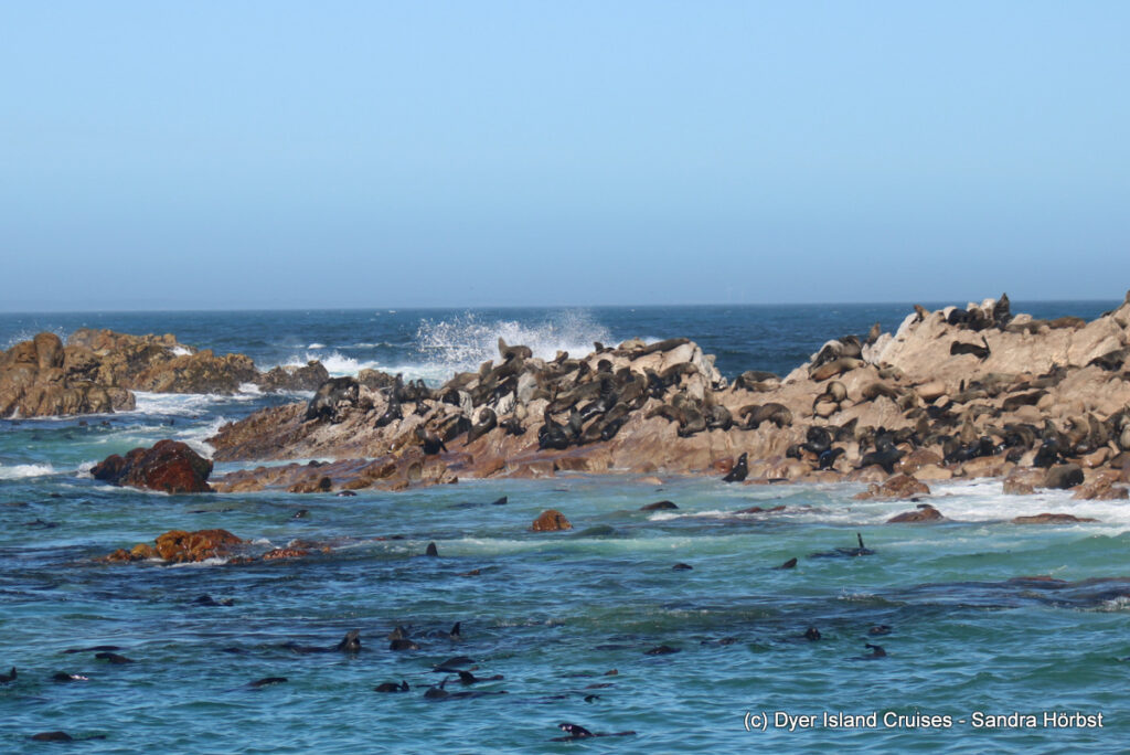 whale watching, gansbaai, south africa, cape fur seal