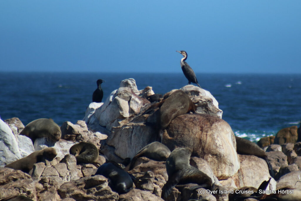 whale watching, gansbaai, south africa, cape fur seal and cormorants