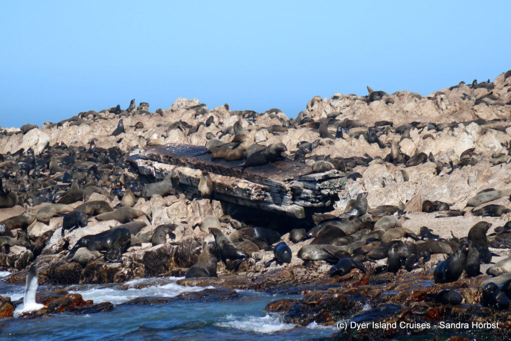 whale watching, gansbaai, south africa, cape fur seal