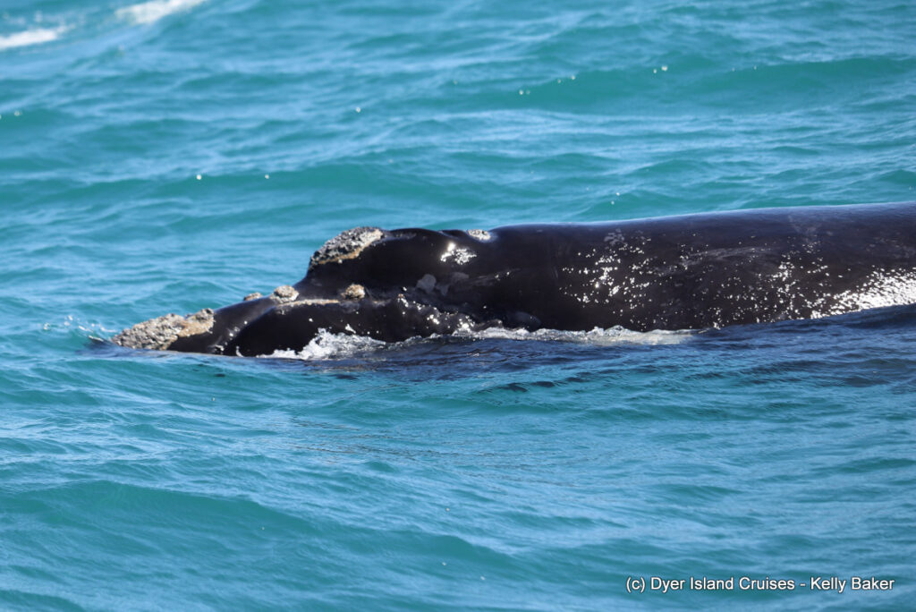 whale watching, gansbaai, south africa, southern right whale