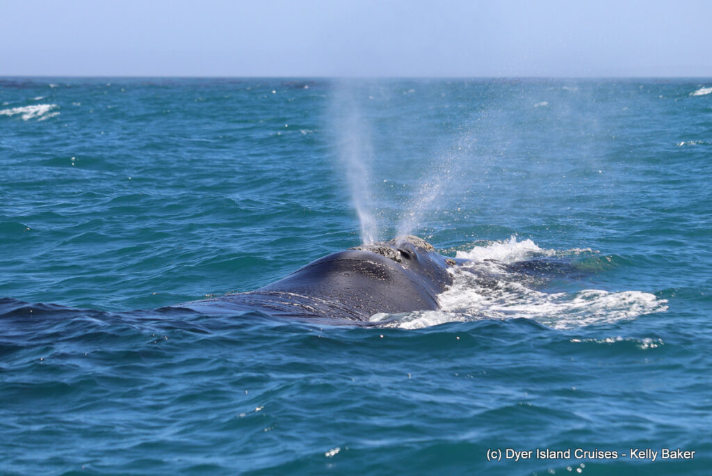 whale watching, gansbaai, south africa, southern right whale