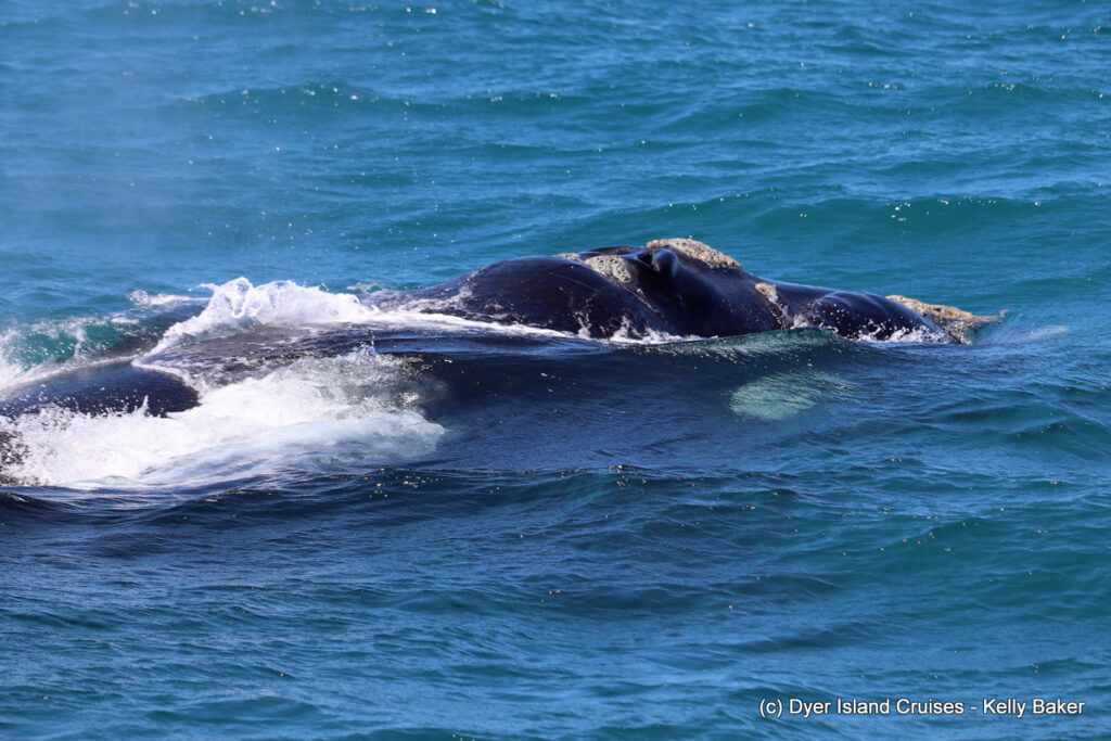 whale watching, gansbaai, south africa, southern right whale
