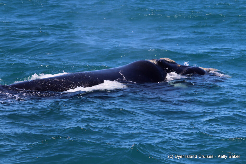 whale watching, gansbaai, south africa, southern right whale