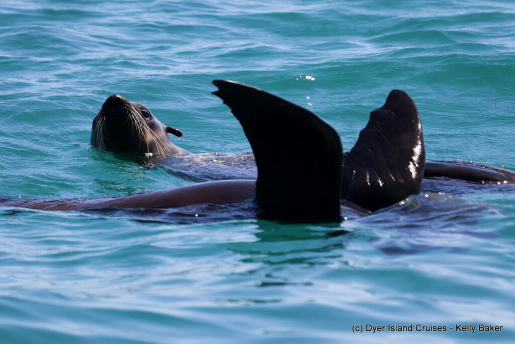 whale watching, gansbaai, south africa, cape fur seal in water