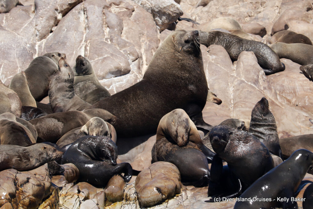 whale watching, gansbaai, south africa, cape fur seal