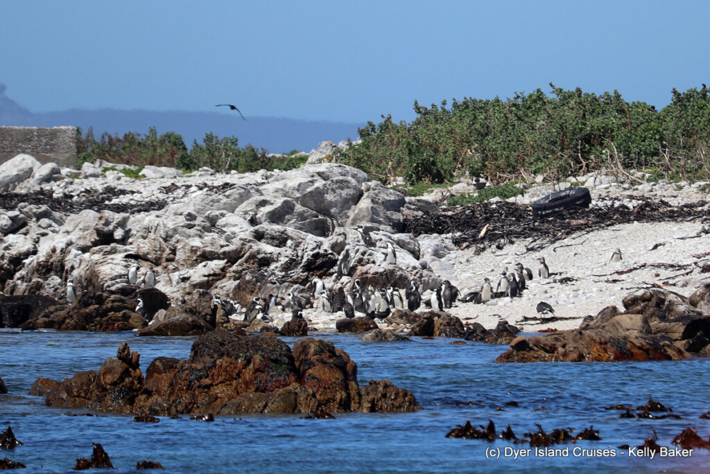 whale watching, gansbaai, south africa, african penguin