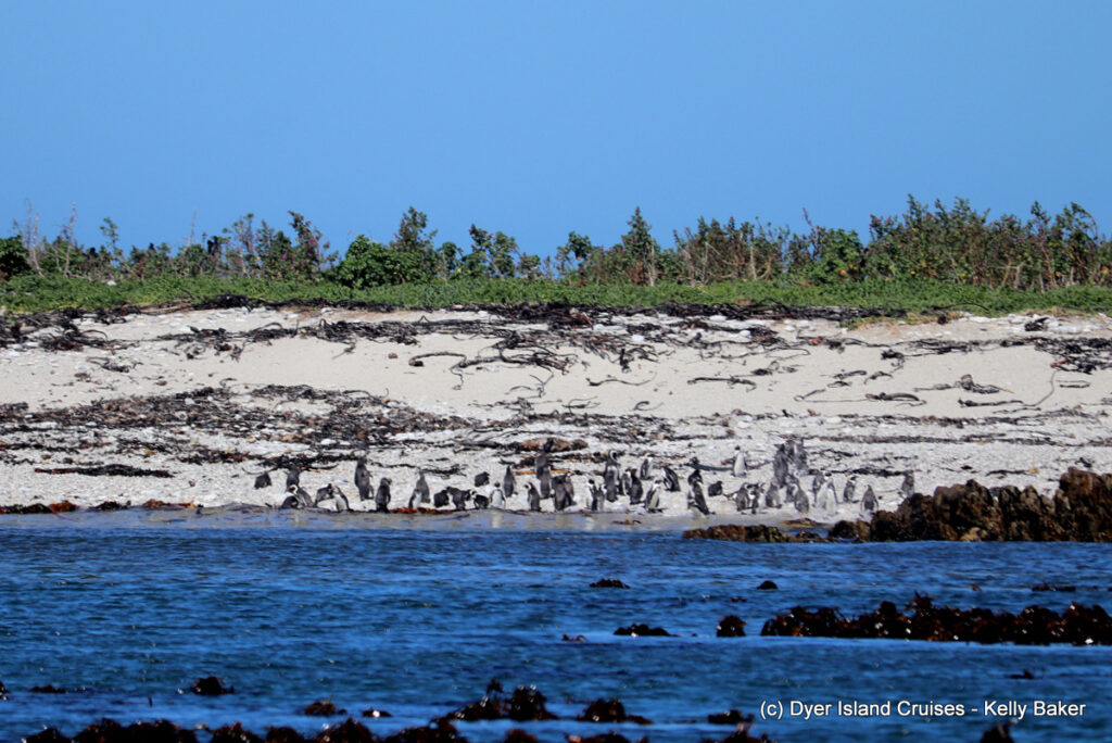 whale watching, gansbaai, south africa, african penguin