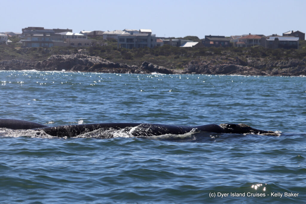 whale watching, gansbaai, south africa, southern right whale