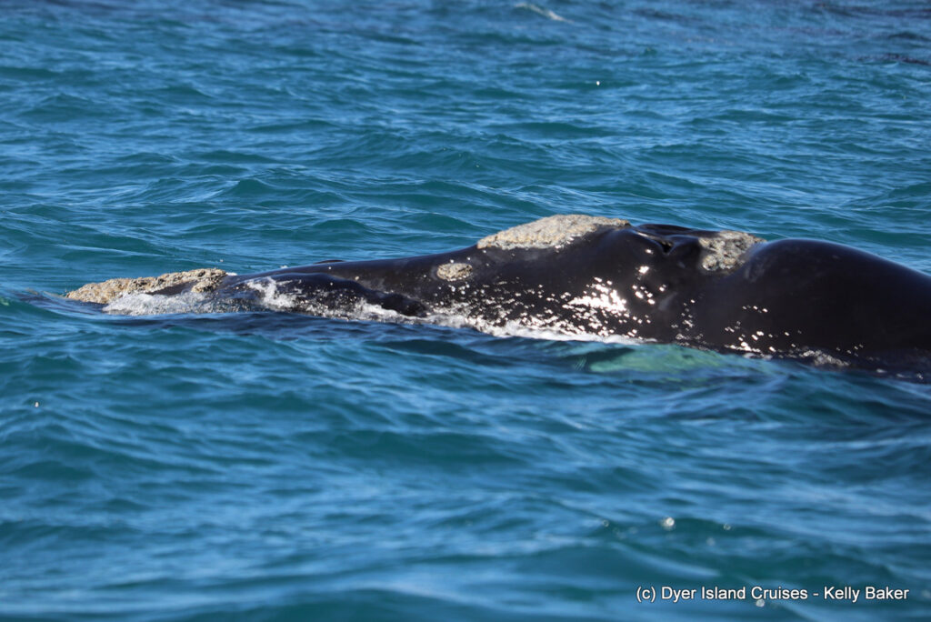 whale watching, gansbaai, south africa, southern right whale
