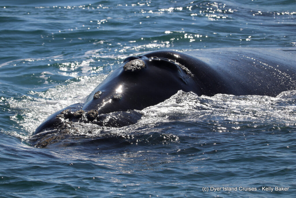 whale watching, gansbaai, south africa, southern right whale