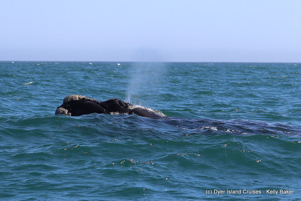 whale watching, gansbaai, south africa, southern right whale