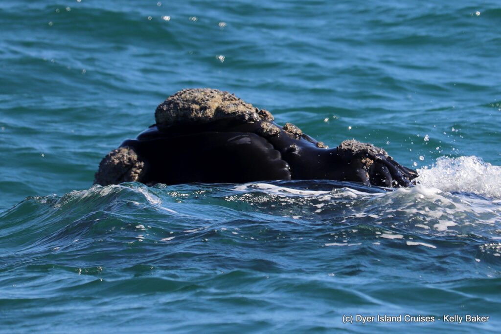 whale watching, gansbaai, south africa, southern right whale