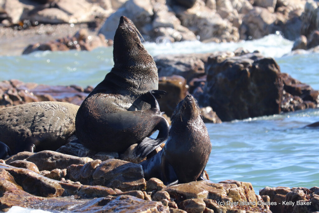 whale watching, gansbaai, south africa, cape fur seal