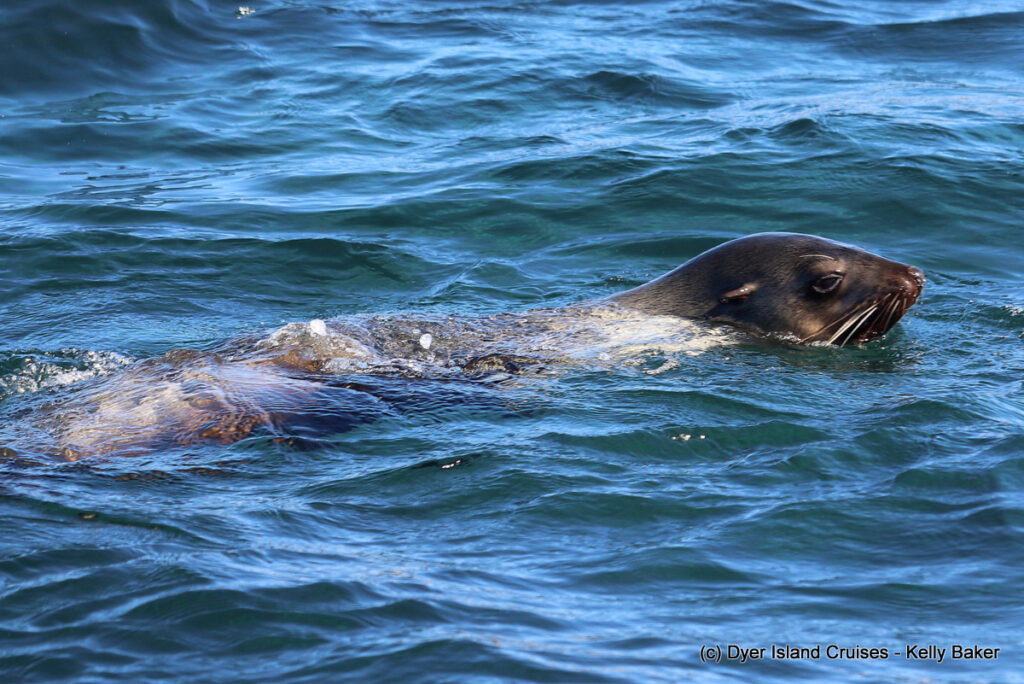 whale watching, gansbaai, south africa, cape fur seal in water