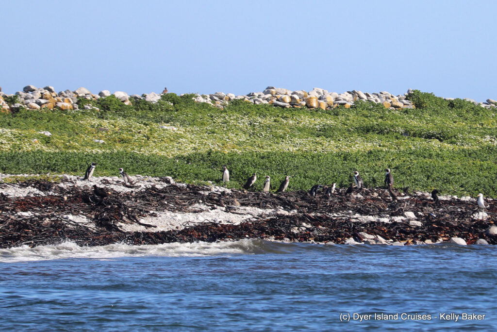 whale watching, gansbaai, south africa, african penguin