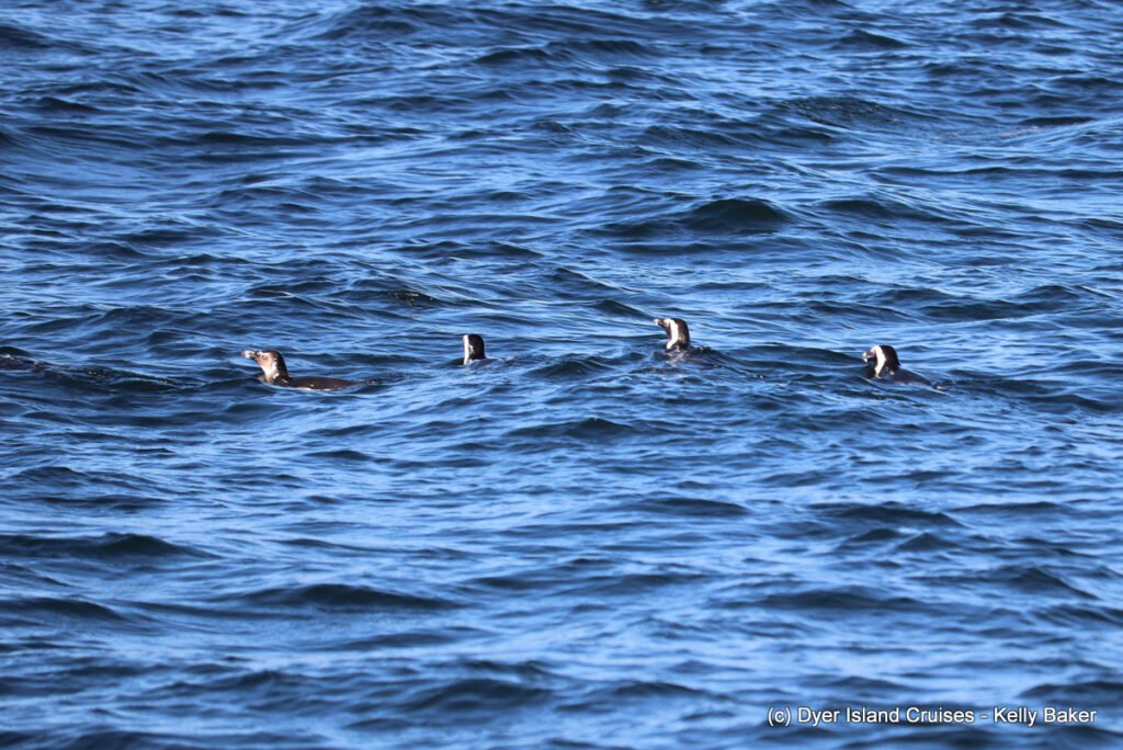 whale watching, gansbaai, south africa, african penguin