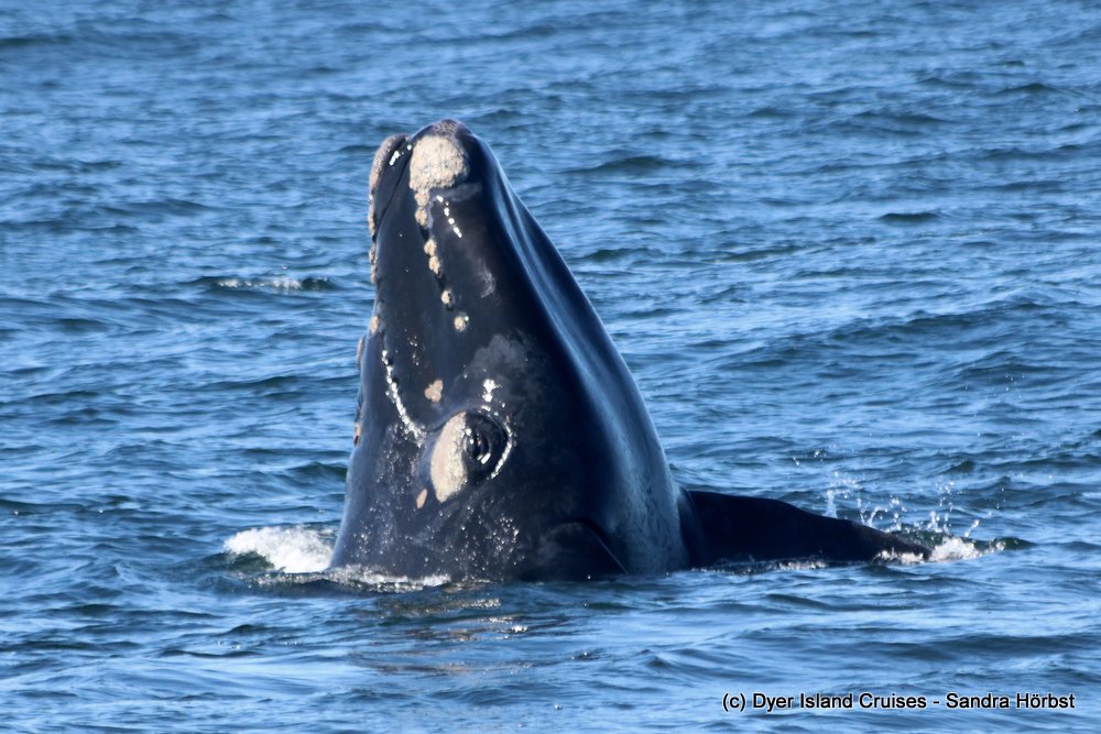 Marine Big 5 Daily Blog 25 October