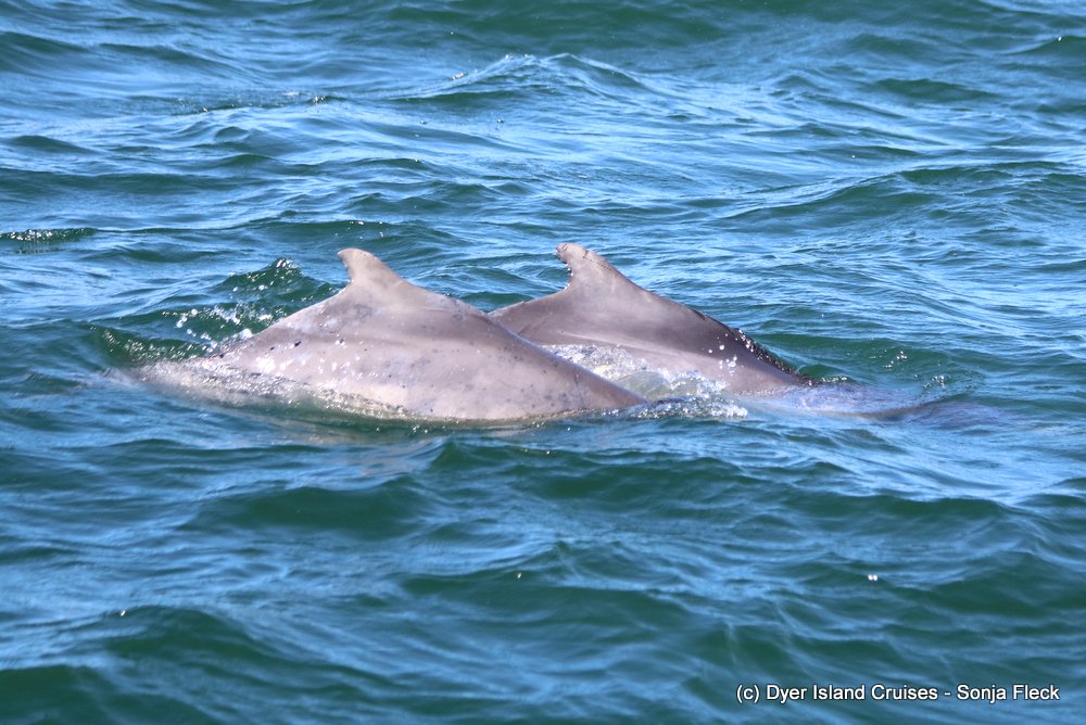 whale watching, gansbaai, south africa, Humpback dolphin