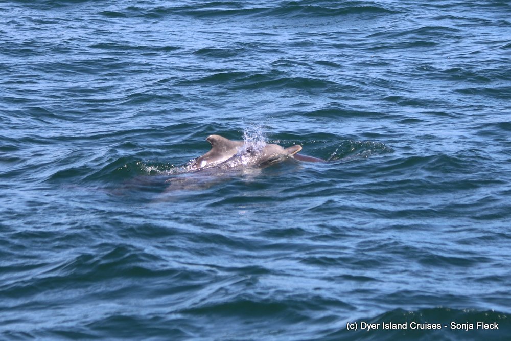 whale watching, gansbaai, south africa, Humpback dolphin juvenile