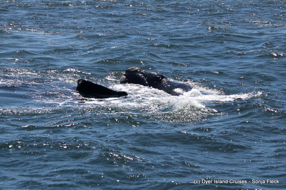 whale watching, gansbaai, south africa, southern right whale face