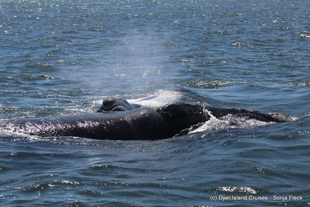 whale watching, gansbaai, south africa, southern right whale