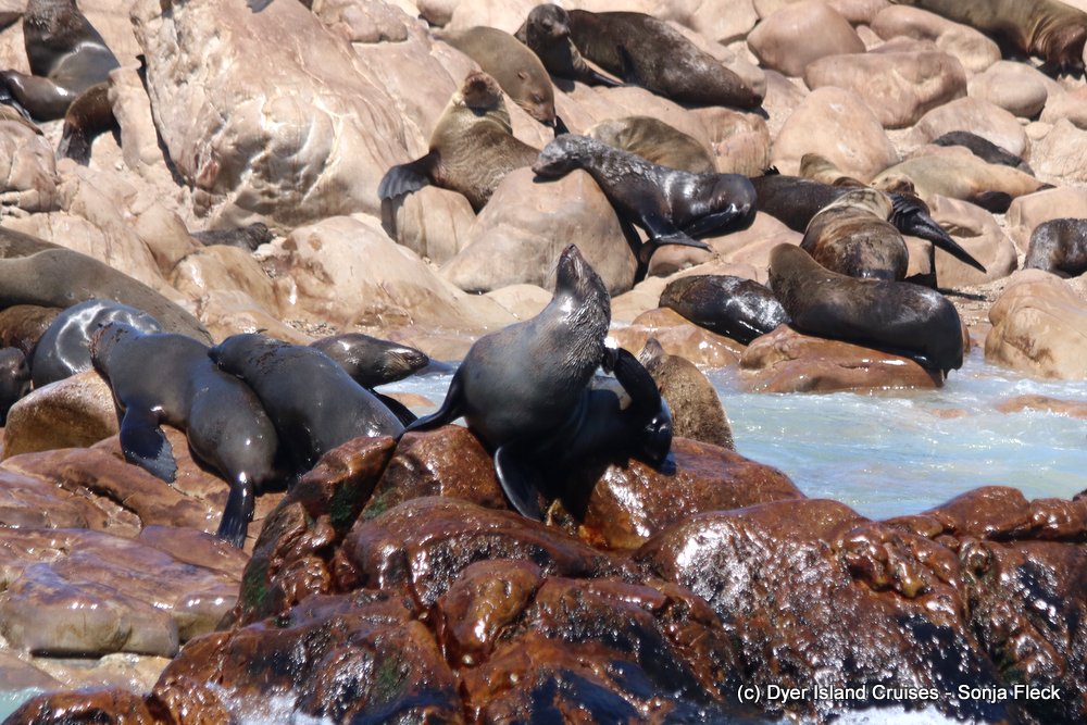 whale watching, gansbaai, south africa, cape fur seal on geyser rock