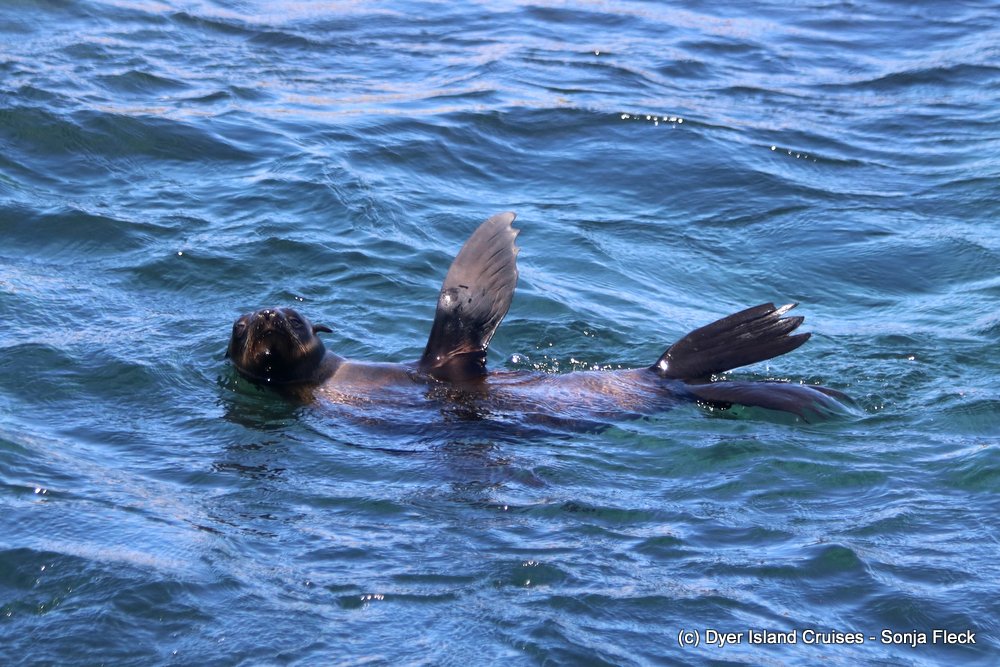 whale watching, gansbaai, south africa, cape fur seal in water