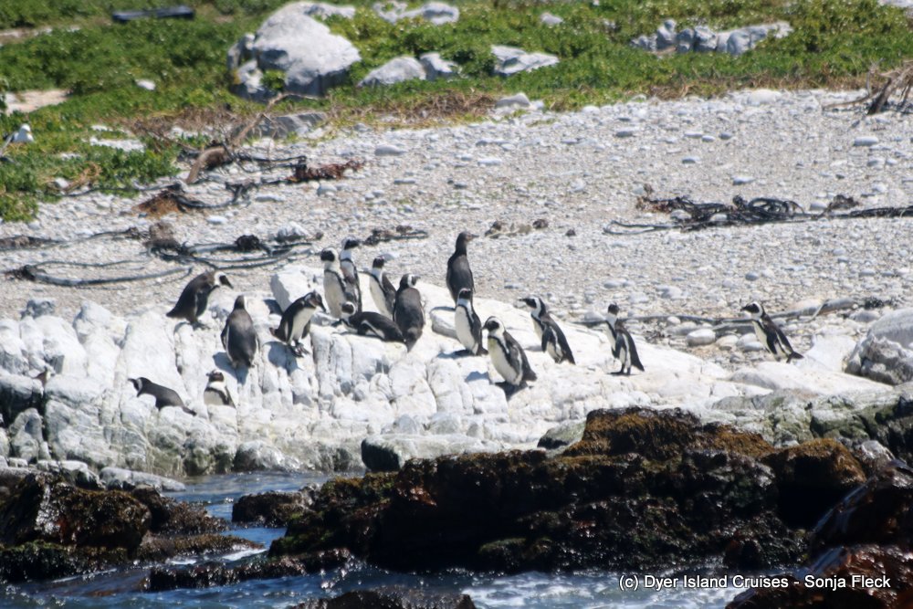 whale watching, gansbaai, south africa, african penguin on Dyer Island