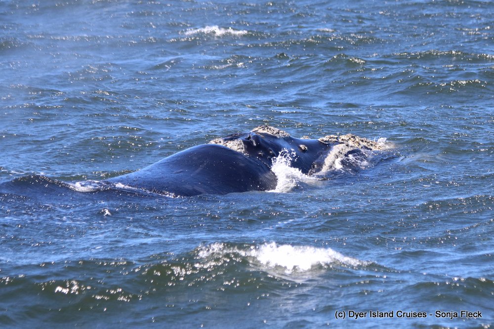 whale watching, gansbaai, south africa, southern right whale head