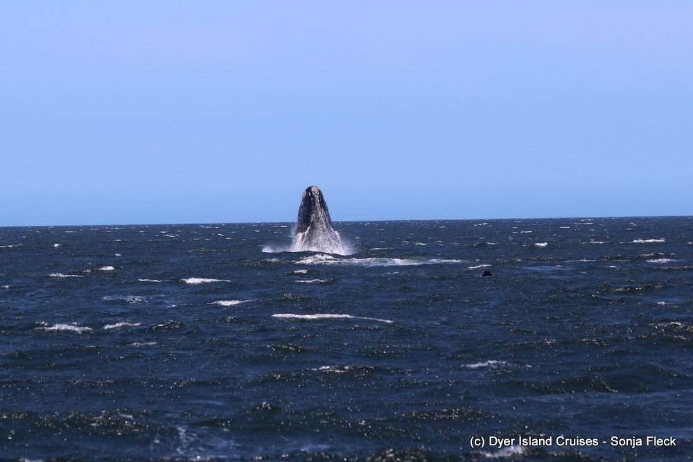whale watching, gansbaai, south africa, southern right whale breach