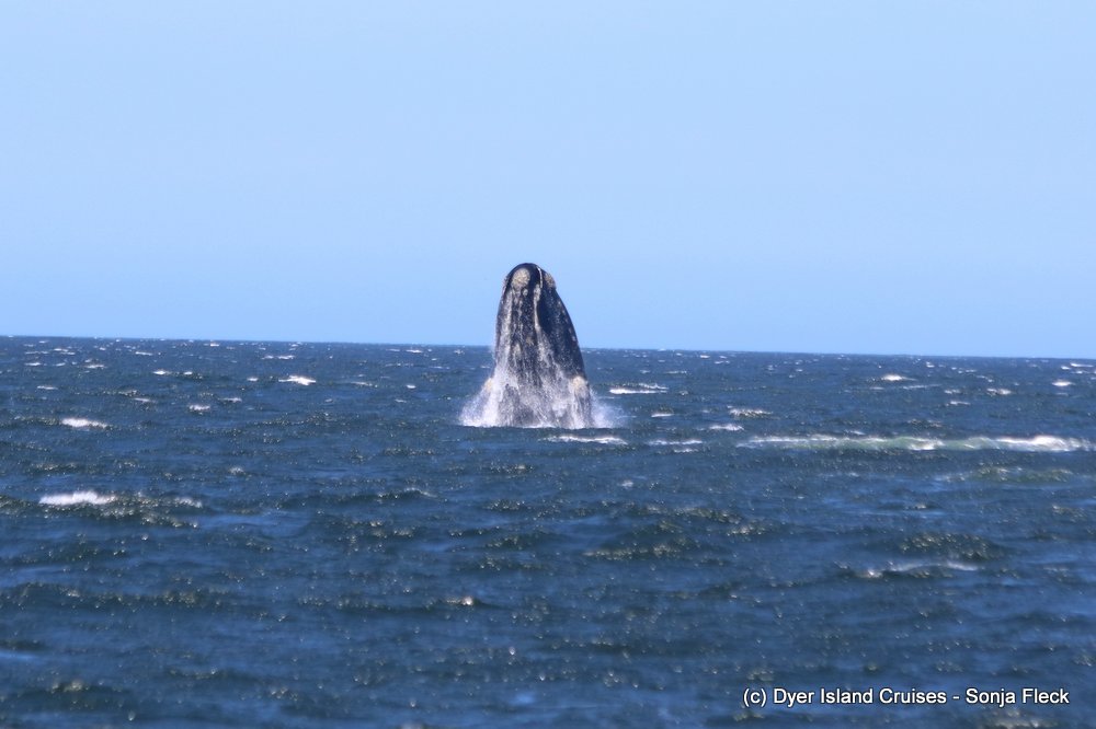 whale watching, gansbaai, south africa, southern right whale breach