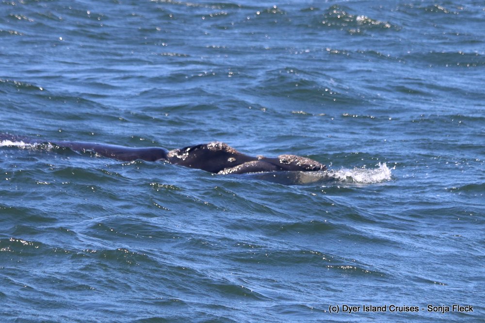 whale watching, gansbaai, south africa, southern right whale head