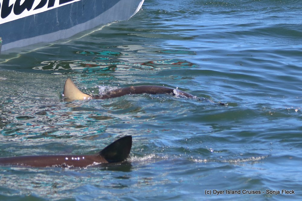 whale watching, gansbaai, south africa, Bronze whaler shark