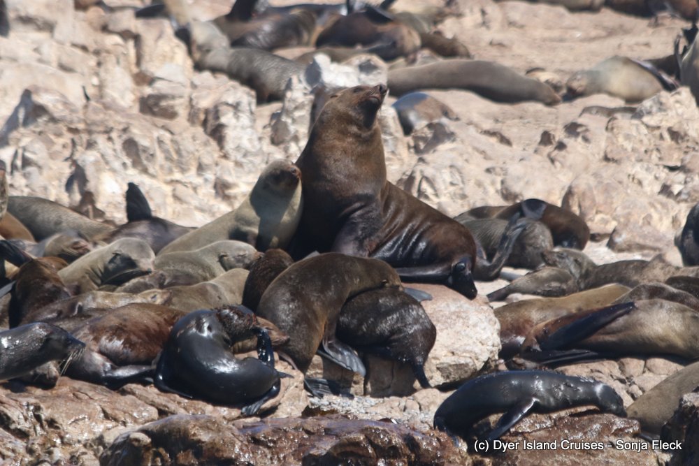 whale watching, gansbaai, south africa, cape fur seal colony cape fur seal