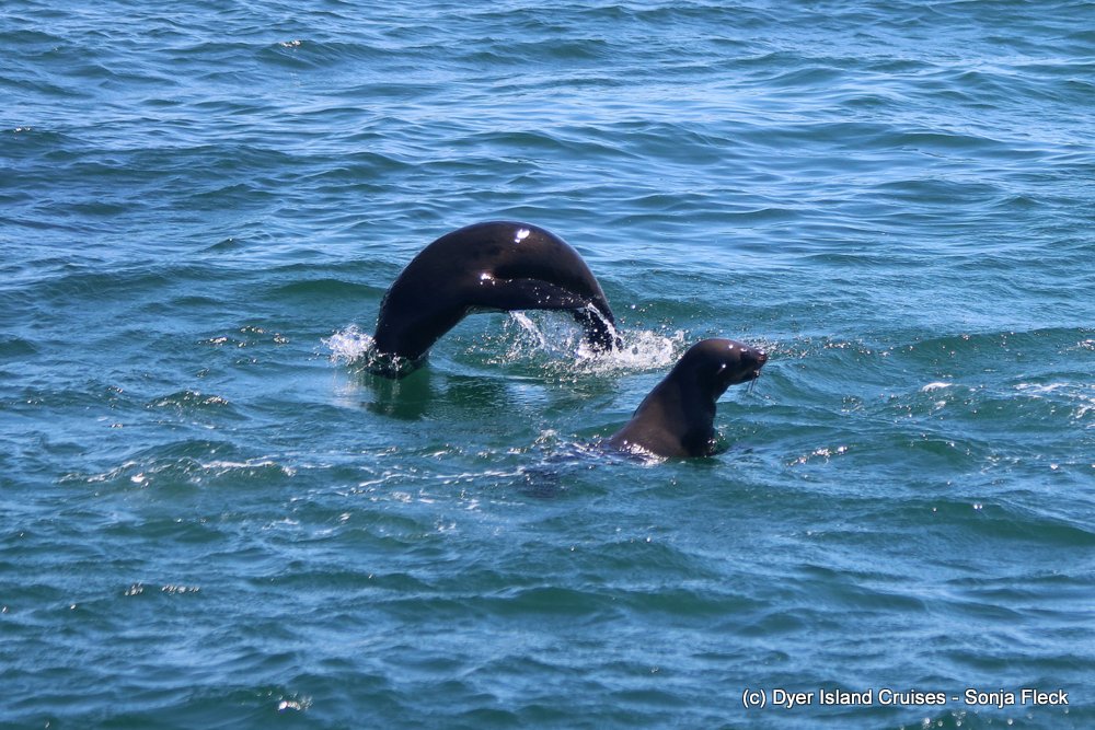 whale watching, gansbaai, south africa, cape fur seal in water