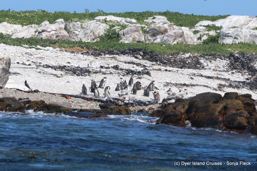 whale watching, gansbaai, south africa, african penguin