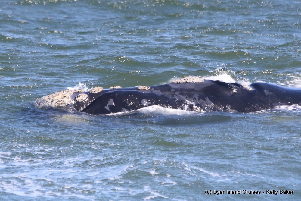 whale watching, gansbaai, south africa, southern right whale