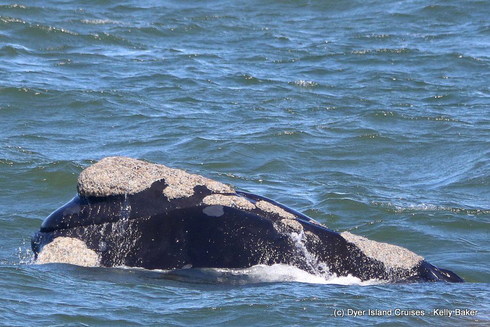 whale watching, gansbaai, south africa, southern right whale