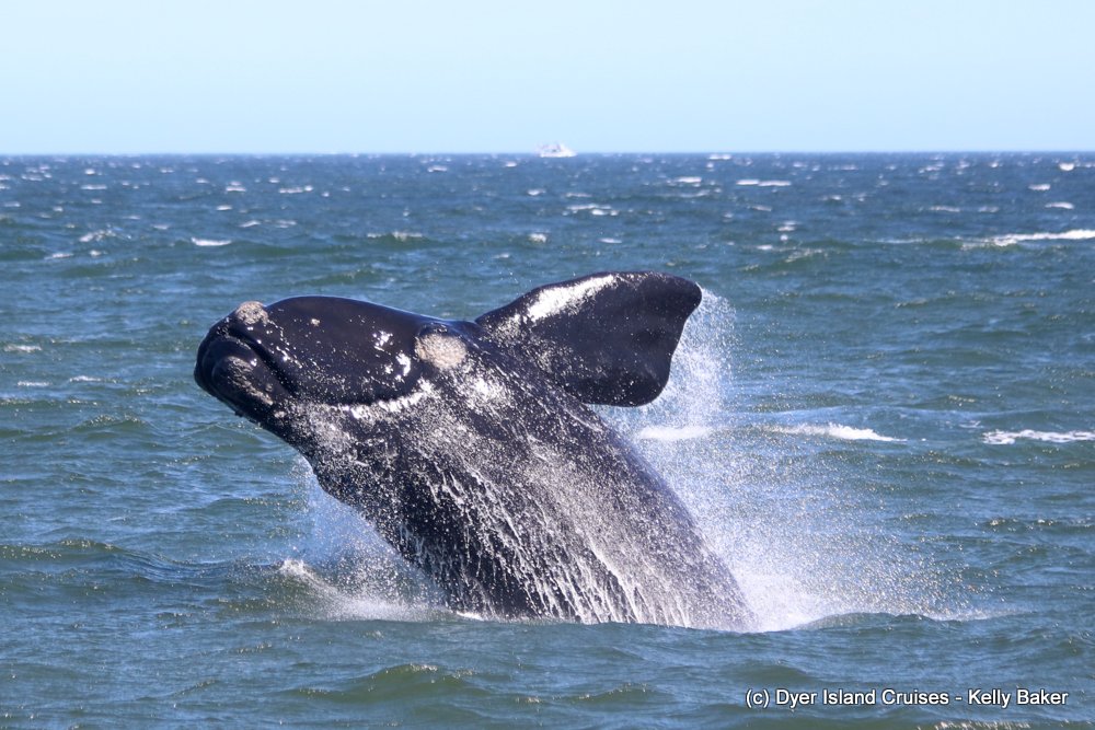 whale watching, gansbaai, south africa, southern right whale