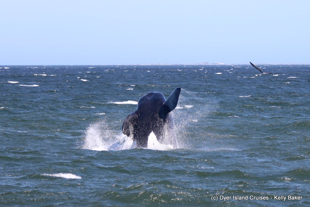 whale watching, gansbaai, south africa, southern right whale