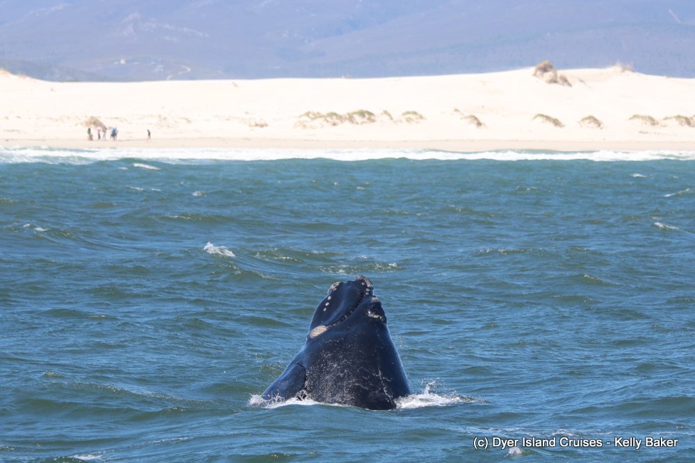 whale watching, gansbaai, south africa, southern right whale