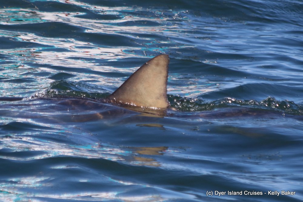 whale watching, gansbaai, south africa, Bronze whaler shark