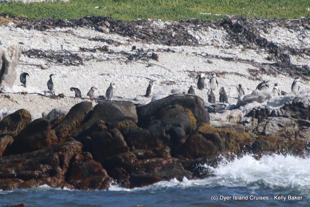 whale watching, gansbaai, south africa, african penguin